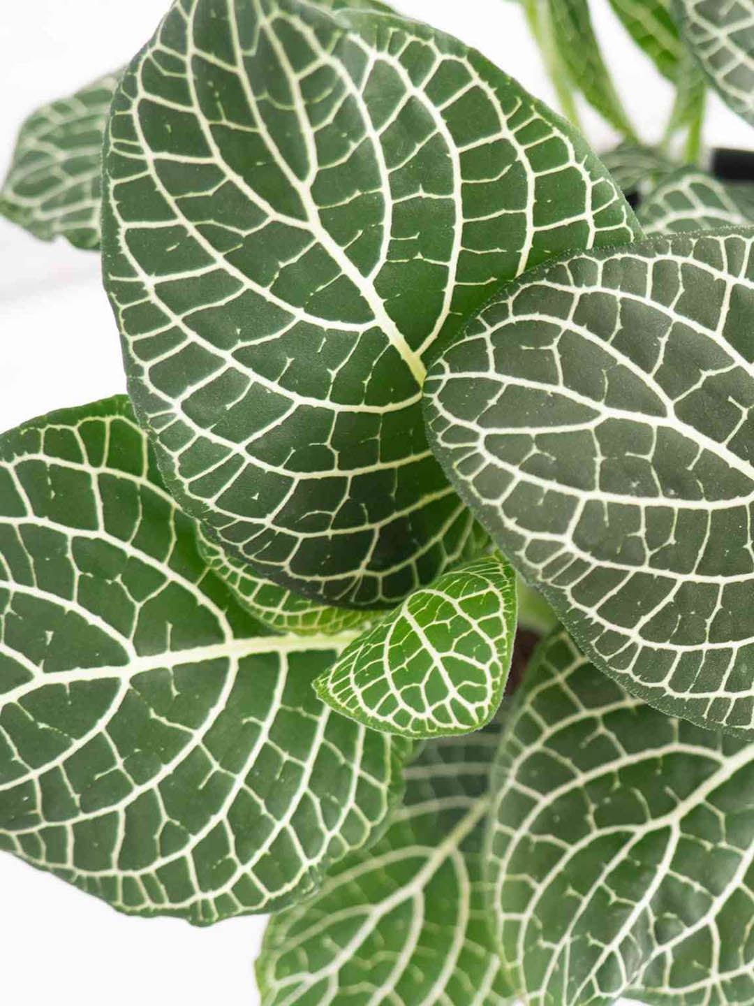 Fittonia Albivenis Leather Leaf Plant or Nerve Plant, Mosaic Plant with White Vein on Green coloured leaves