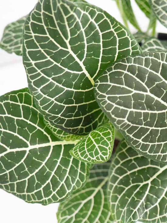 Fittonia Albivenis Leather Leaf Plant or Nerve Plant, Mosaic Plant with White Vein on Green coloured leaves