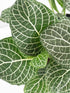 Fittonia Albivenis Leather Leaf Plant or Nerve Plant, Mosaic Plant with White Vein on Green coloured leaves