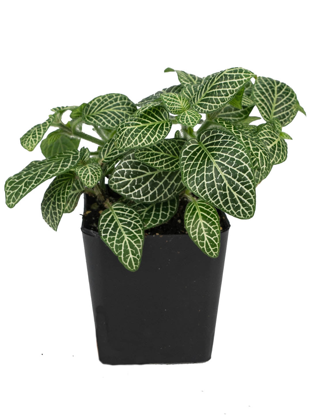 Fittonia Albivenis Leather Leaf 