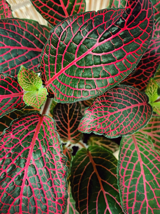Fittonia Albivenis Mosaic Plant or Nerve Plant, Mosaic Plant,Fittonia Albivenis Red with Purple Vein on Green coloured leaves