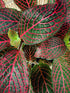 Fittonia Albivenis Mosaic Plant or Nerve Plant, Mosaic Plant,Fittonia Albivenis Red with Purple Vein on Green coloured leaves