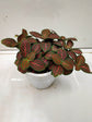 Fittonia Albivenis Mosaic 
