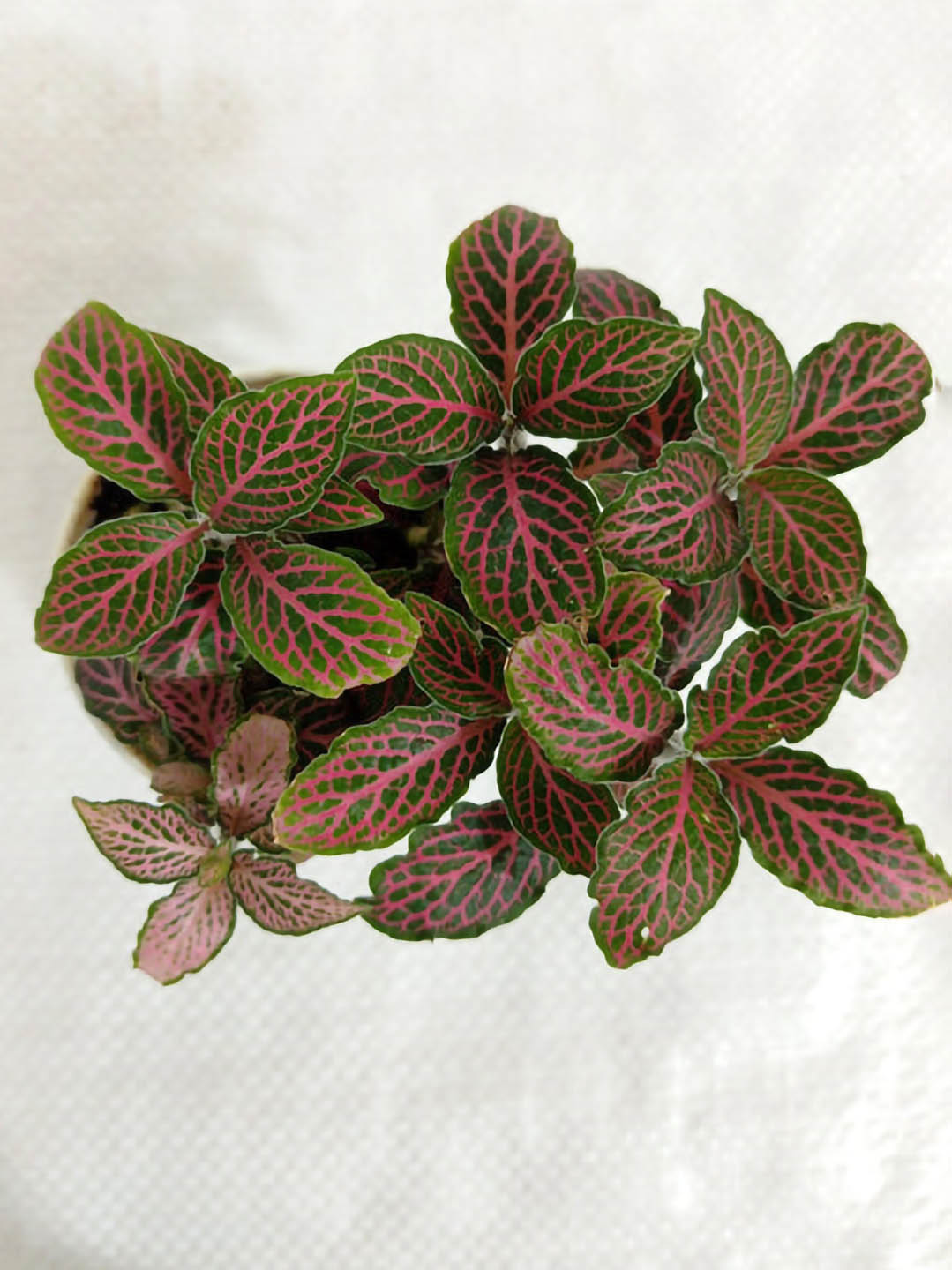 Fittonia Albivenis Mosaic 