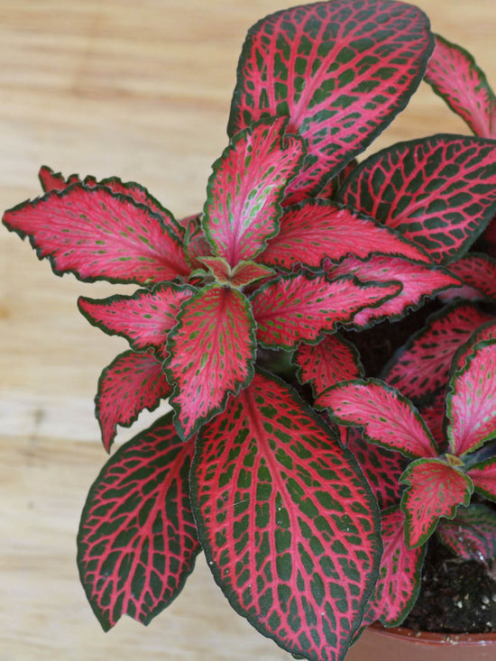 Fittonia Albivenis PInk Plant or Nerve Plant, Mosaic Plant with Pink Vein on Maroon coloured leaves