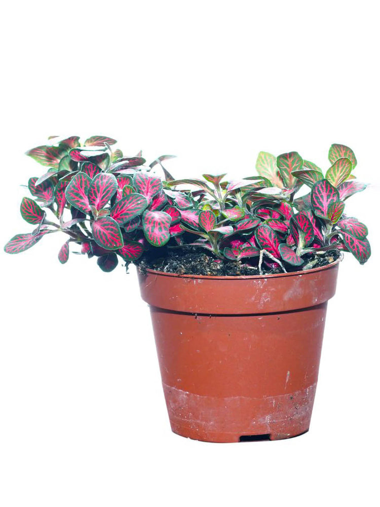 Fittonia Albivenis PInk 