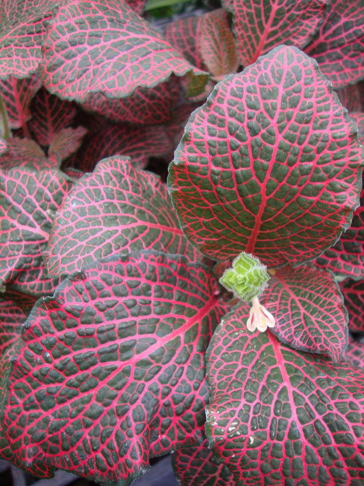 Fittonia Albivenis PInk 