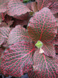 Fittonia Albivenis PInk 