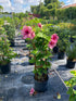 Allamanda Blanchetii Plant or Purple Allamanda with Green coloured leaves and Pink coloured flower 