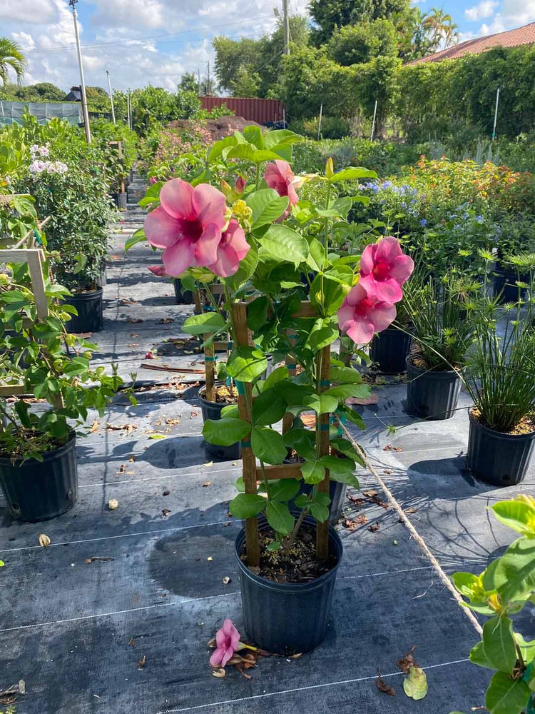 Allamanda Blanchetii Plant or Purple Allamanda with Green coloured leaves and Pink coloured flower 