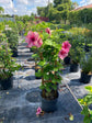 Allamanda Blanchetii Plant or Purple Allamanda with Green coloured leaves and Pink coloured flower 