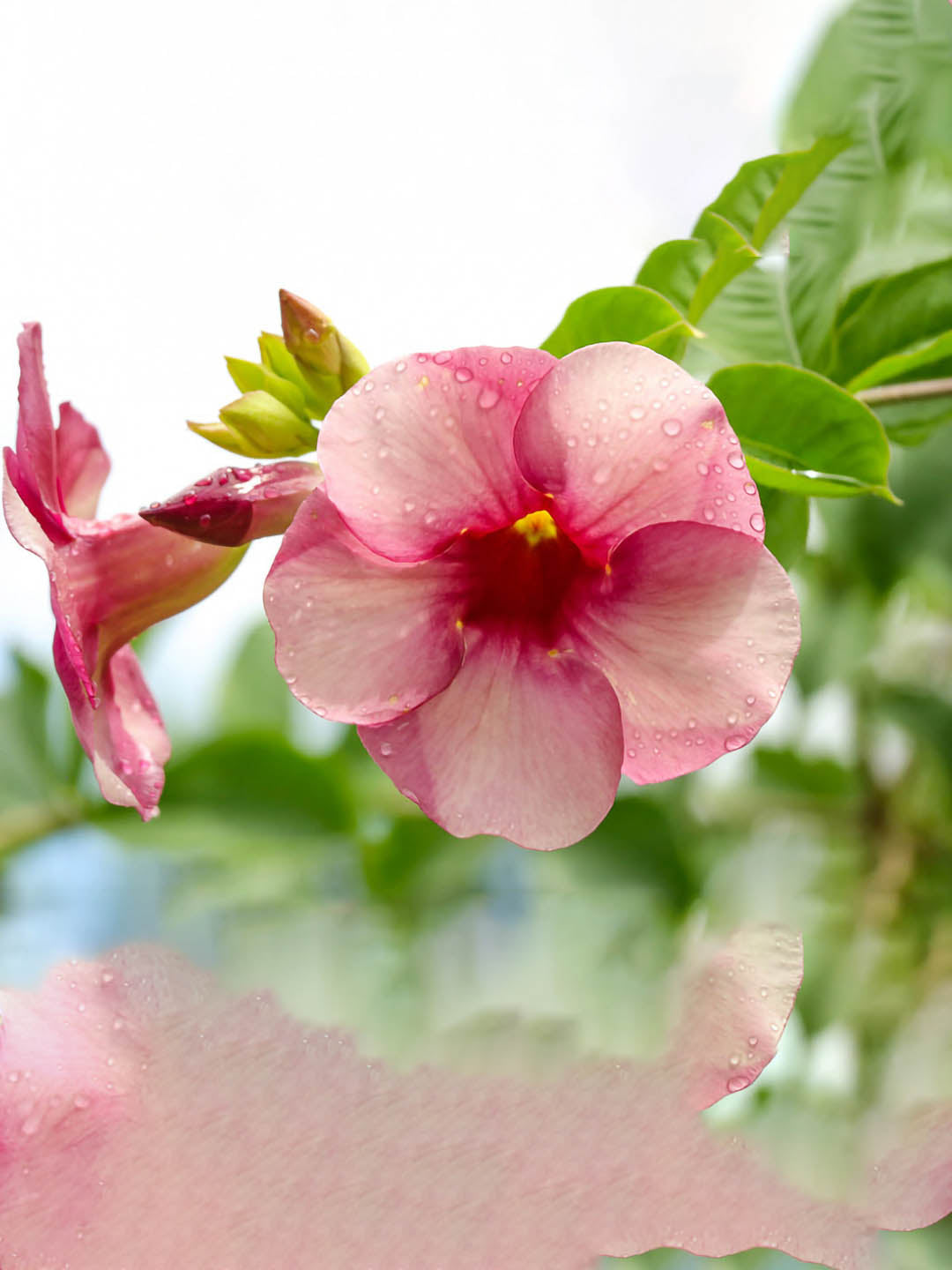 Allamanda Blanchetii