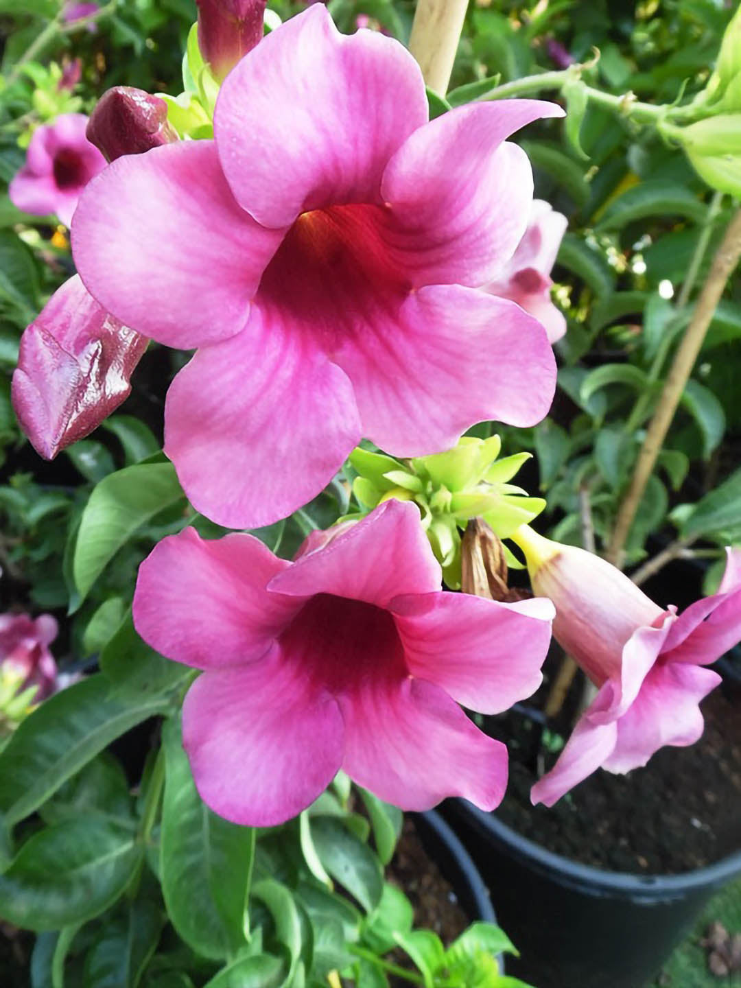 Allamanda Blanchetii