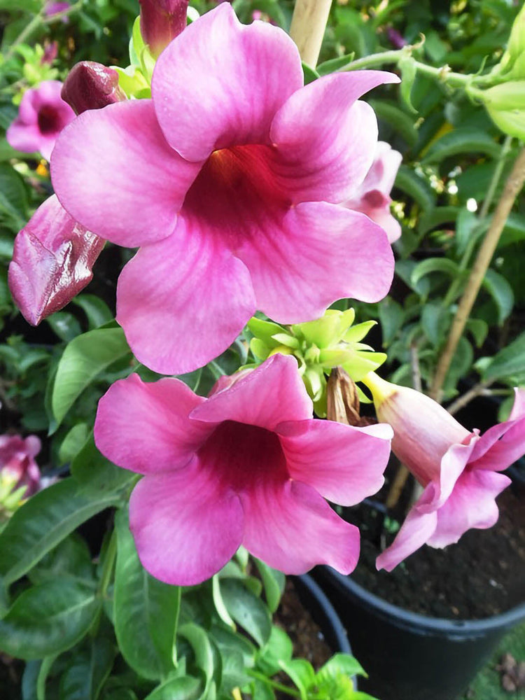 Allamanda Blanchetii