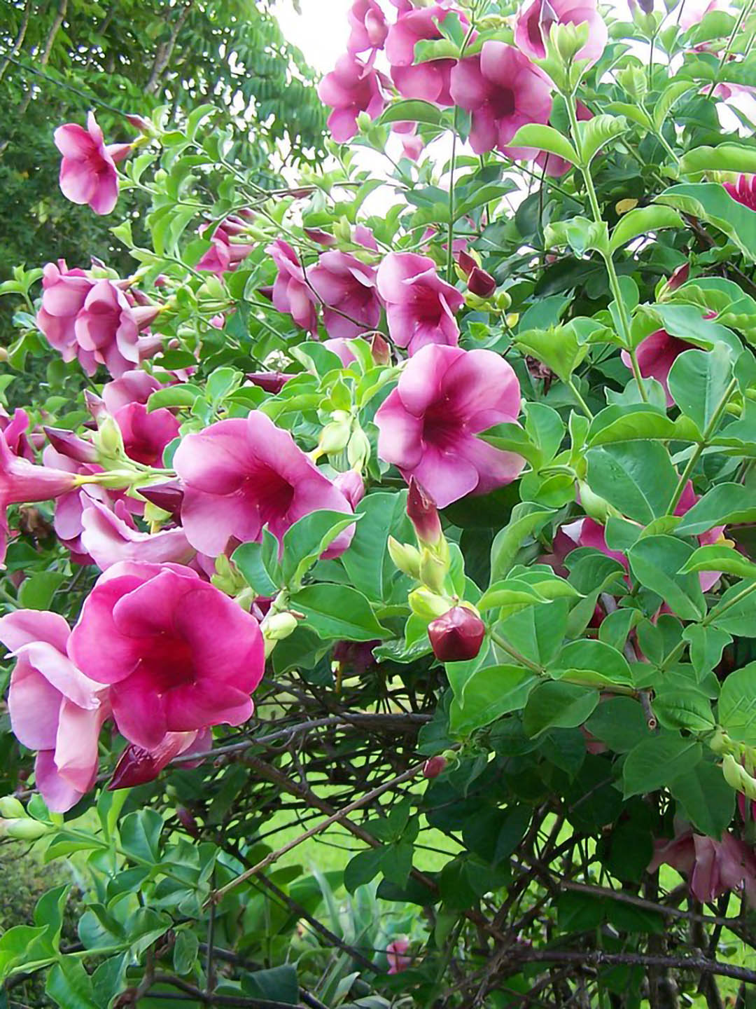 Allamanda Blanchetii