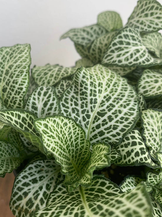 Fittonia Albivenis White Plant or Nerve Plant, Mosaic Plant with White Vein on Green coloured leaves