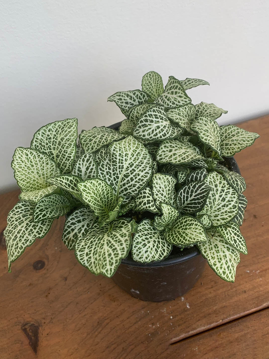 Fittonia Albivenis White 