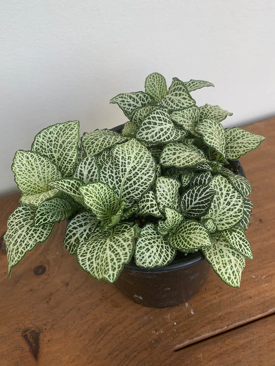 Fittonia Albivenis White 