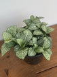 Fittonia Albivenis White 