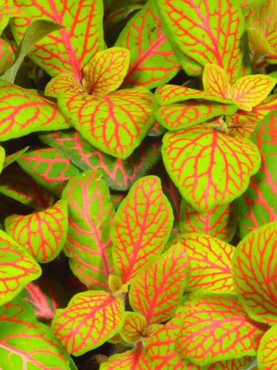 Fittonia Albivenis Skeleton Plant or Nerve Plant, Mosaic Plant with Red Vein on Green coloured leaves