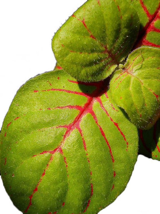 Fittonia Verschaffeltii Fortissimo Plant or Nerve Plant with Green, Red, Yellow coloured leaves