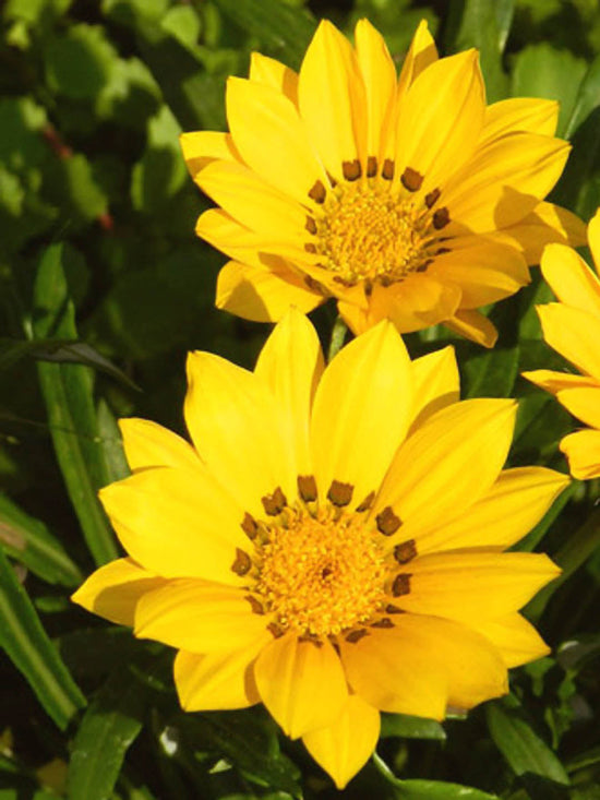 Gazania Day Break Plant or Daisies with Green coloured leaves and Yellow coloured flower 
