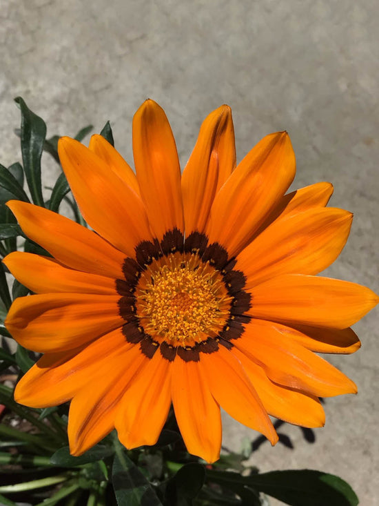 Gazania Kiss Orange Flame Plant or Daisies with Green coloured leaves and Flame Orange coloured flower 