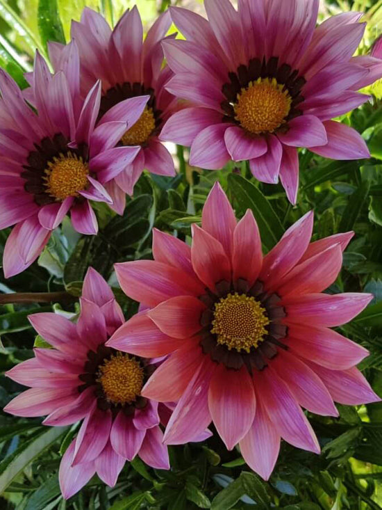 Gazania Kiss Rose Plant or Daisies with Green coloured leaves and Light Pink coloured flower 