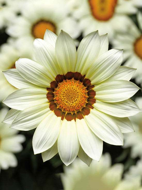 Gazania Kiss white Plant or Daisies with Green coloured leaves and White coloured flower 
