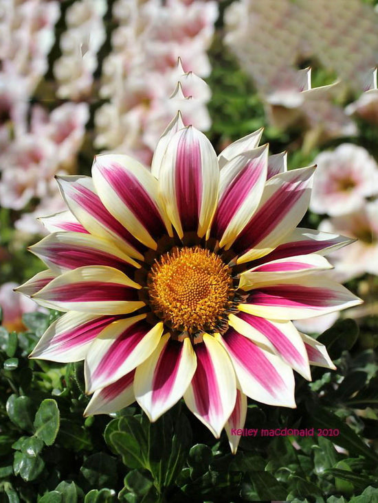 Gazania Kiss White Flame Plant or Daisies with Green coloured leaves and White and Pink coloured flower 