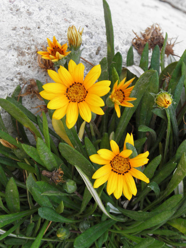 Gazania Yellow Plant or Daisies with Green coloured leaves and Yellow coloured flower 