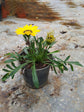 Gazania Yellow