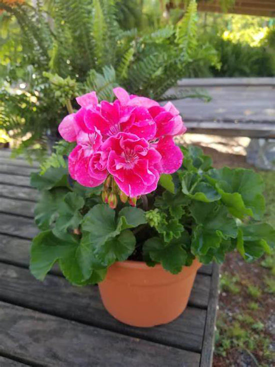 Geranium Dark Pink Plant or Pelargonium, Cranesbill with Green coloured leaves and Dark Pink coloured flower 
