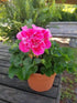 Geranium Dark Pink Plant or Pelargonium, Cranesbill with Green coloured leaves and Dark Pink coloured flower 