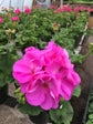 Geranium Dark Pink 