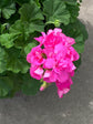 Geranium Dark Pink 