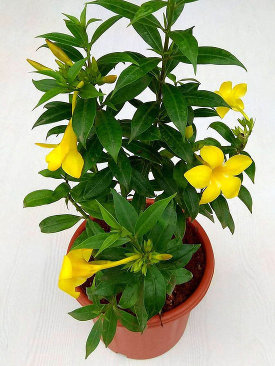 Allamanda Cathartica Plant or Allamanda Schottii with Green coloured leaves and Yellow coloured flower 