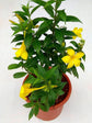 Allamanda Cathartica Plant or Allamanda Schottii with Green coloured leaves and Yellow coloured flower 