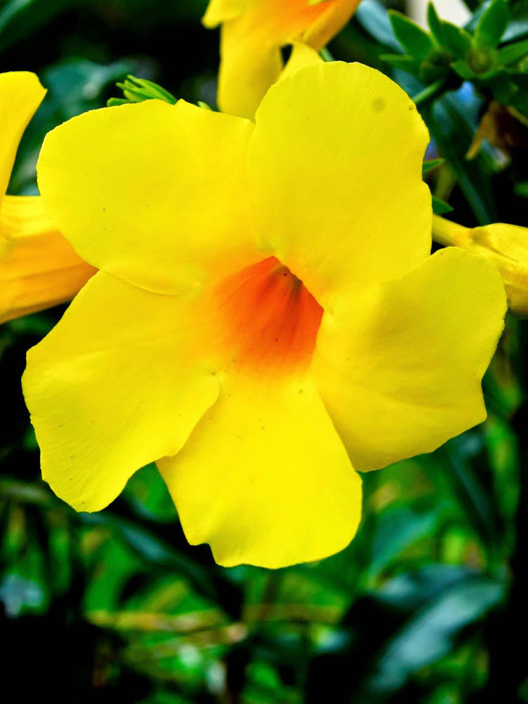 Allamanda Cathartica