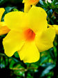 Allamanda Cathartica