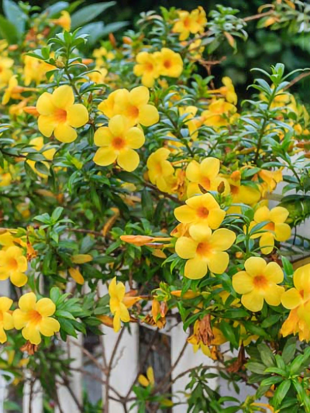 Allamanda Cathartica