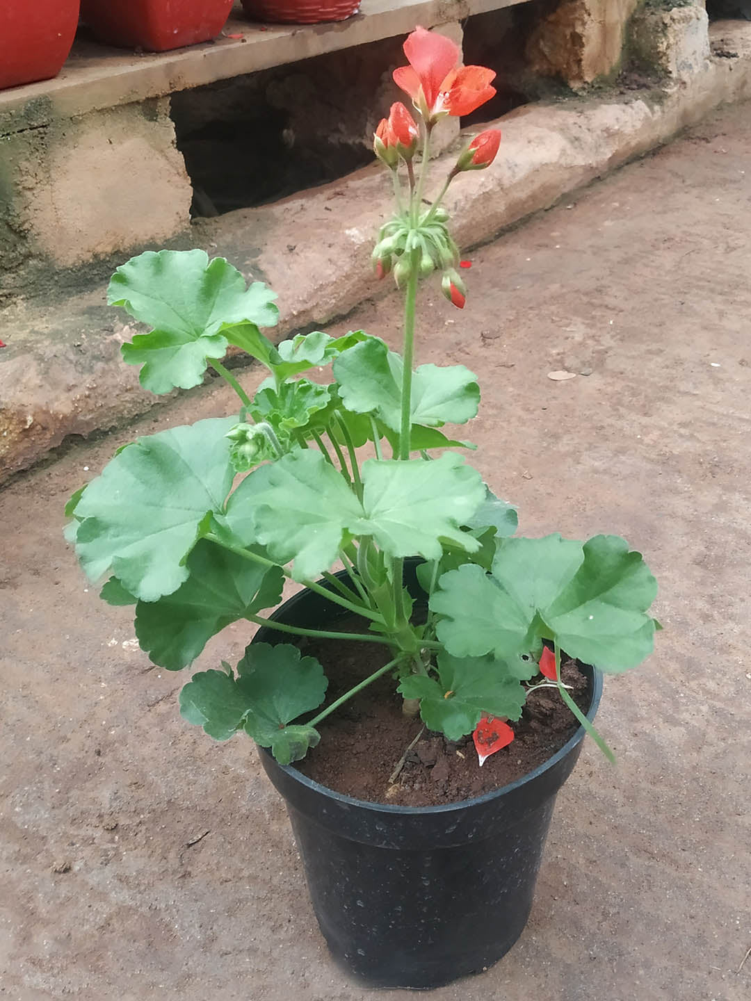 Geranium Light Orange Plant or Pelargonium, Cranesbill with Green coloured leaves and Light Orange coloured flower 
