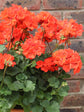 Geranium Light Orange 