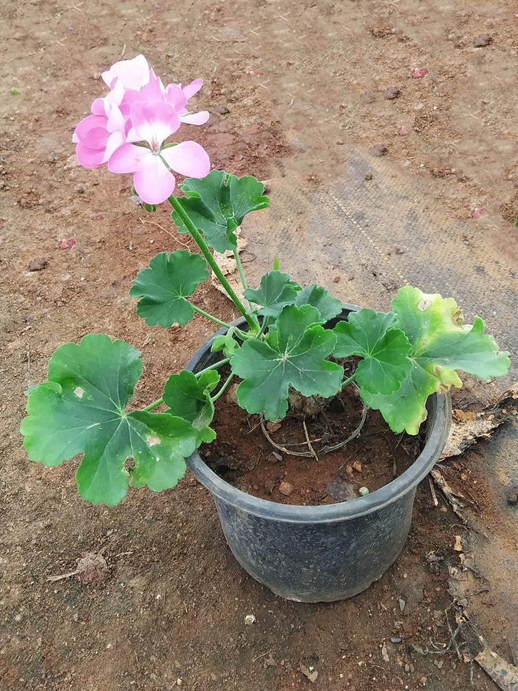 Geranium Light Pink Plant or Pelargonium, Cranesbill with Green coloured leaves and Light Pink coloured flower 