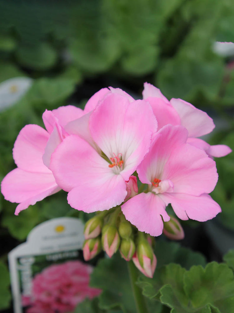Geranium Light Pink 