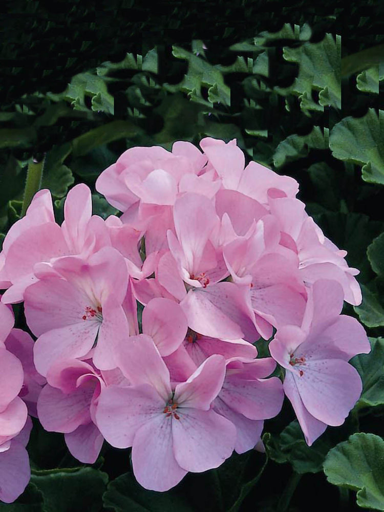 Geranium Light Pink 
