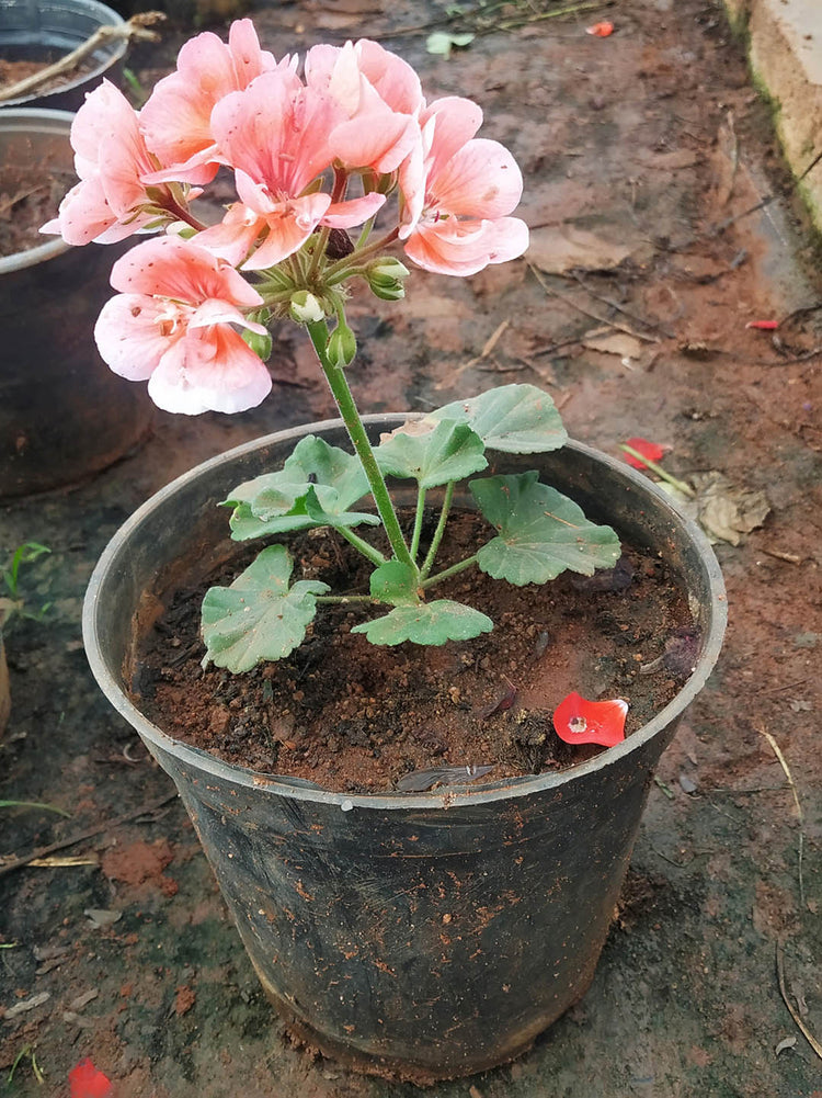 Geranium Peach Plant or Pelargonium, Cranesbill with Green coloured leaves and Peach coloured flower 