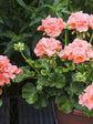 Geranium Peach 