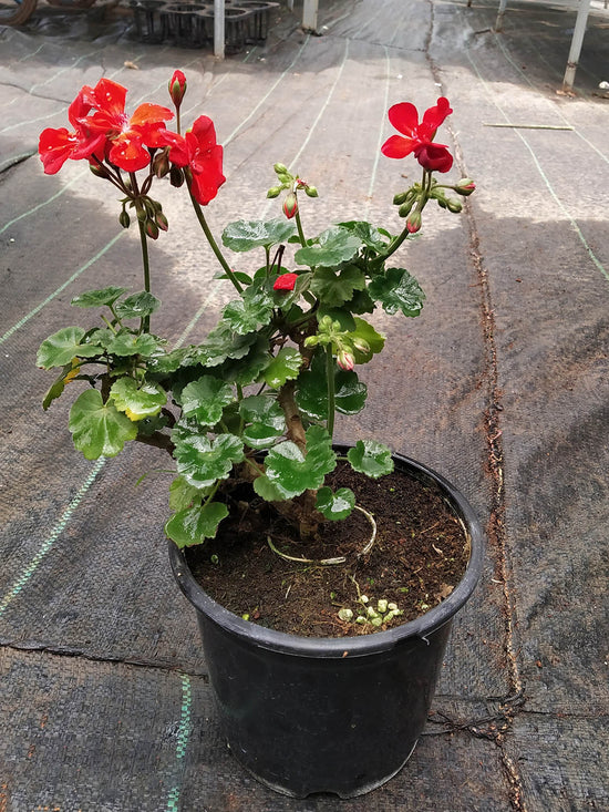 Geranium Red Plant or Pelargonium, Cranesbill with Green coloured leaves and Red coloured flower 