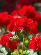 Geranium Red 